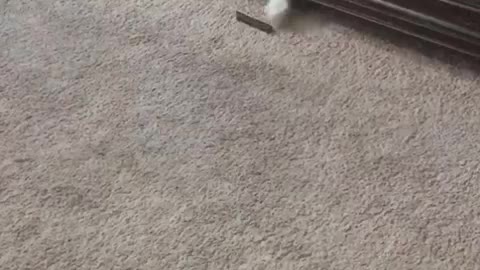 Cat reaches out under cabinet for treat