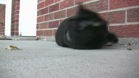 Black Cat Rolling around in front of House