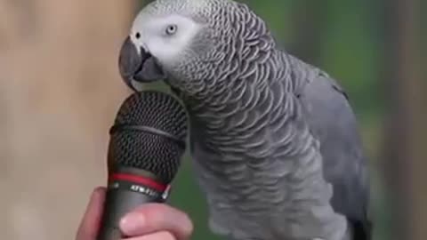 Parrot Talking Amazing video is gooood