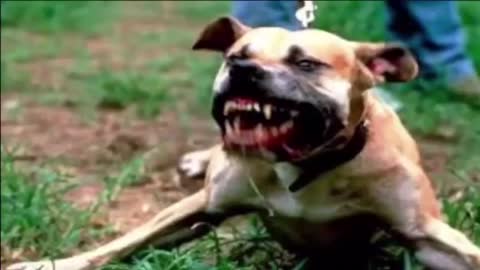 Pitbull attacks a small Dog