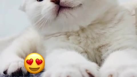 AWW SO CUTE! Cutest baby animal Video