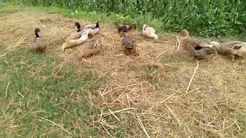 Duck eating paddy out of straw