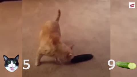 Cats vs Cucumbers Compilation #7