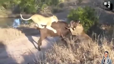 WATCH Top 10 Crazy Epic Wild Animal Fights Caught on Film and most hilarious