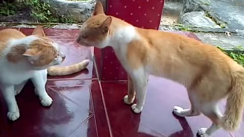 Cats fight