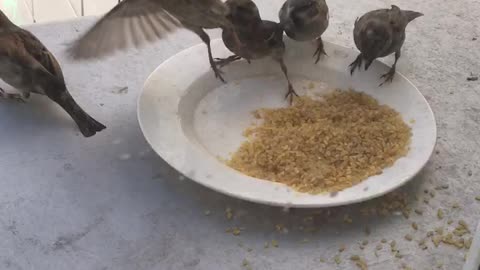 feeding birds at work in lunch time