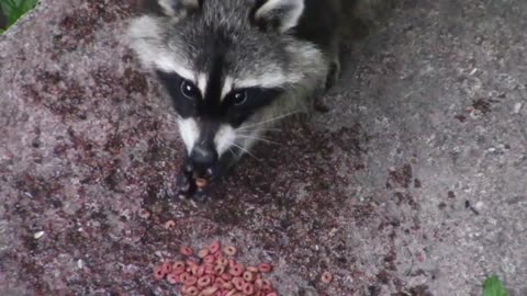Cute raccoon eat in fun place