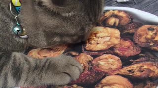 Confused Cat Trying To Eat Tasty-Looking Placemat