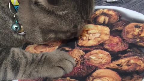 Confused Cat Trying To Eat Tasty-Looking Placemat