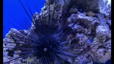 Long spines Sea Urchin