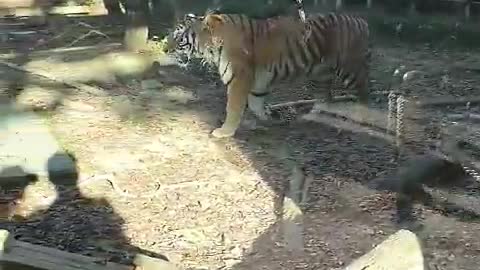 Tiger at the Korean Zoo