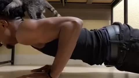 Raccoon Playfully Bites Owner's Hair