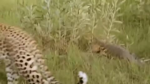 Leopard vs Monitor Lizard real fight / hungry Leopard hunt Lizard but fail /most amazing attack