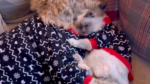 Cat And Doodle Cuddle In Festive Pajamas