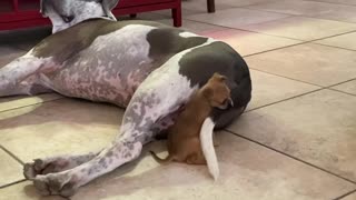 Tiny Puppy vs. Giant Tail