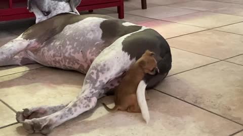 Tiny Puppy vs. Giant Tail