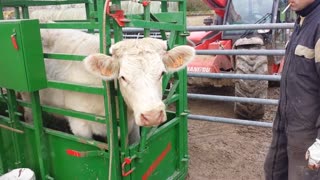 Cattle dehorning