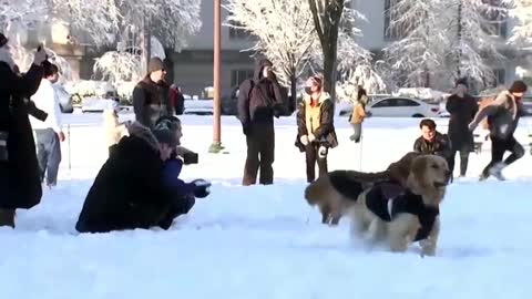 Dozens of snowball warriors gathered at the National Mall in Washington ❄️