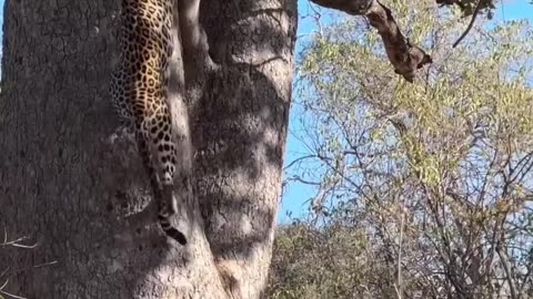 "Graceful Ascension: The Majestic Journey of a Leopard Climbing its Kingdom"