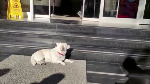 Dog waits a week for owner outside Turkish hospital