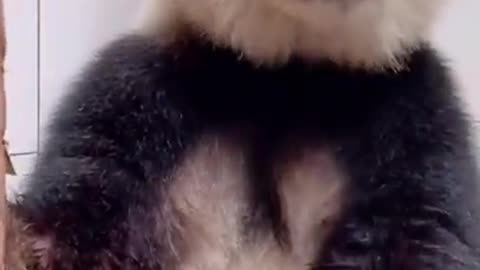 Panda lunch - eating bamboo #ASMR