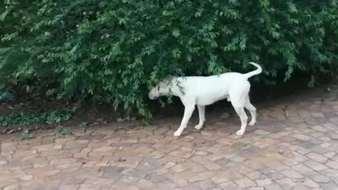 Dog scratches his back