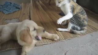 Dog pretending cat