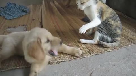 Dog pretending cat