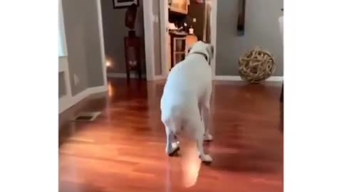 dog moon walking