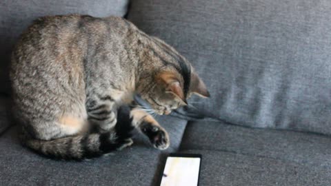 Gamer cat fascinated by smartphone pet app