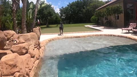 Funny Great Dane's Paw Perfect Superman Dive Into the Deep End Of the Pool