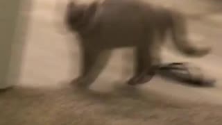 Grey cat chewing on black sandel and jump up