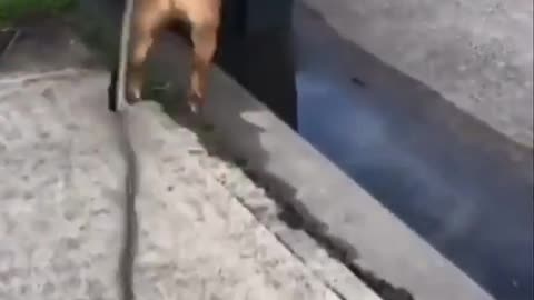 This Dog hate trash can