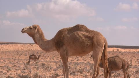 #Camels Video