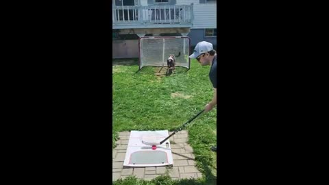 Most Canadian dog ever is an incredible goalie maggiethegoalie