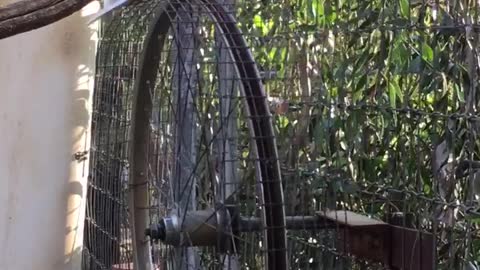 Cockatoo Has The Time Of His Life Spinning On A Makeshift Ferris Wheel
