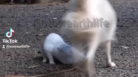 🐶 DOG SAVE CAT FROM SUFFOCATING 🐈