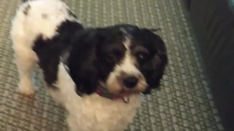 Black white dog playing with pink balloon in living room