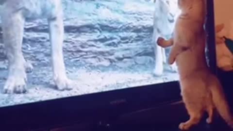 Take a look at this cat frightened by a lion on tv
