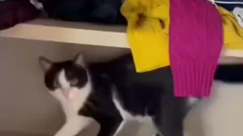 funny cats #amazing video cats