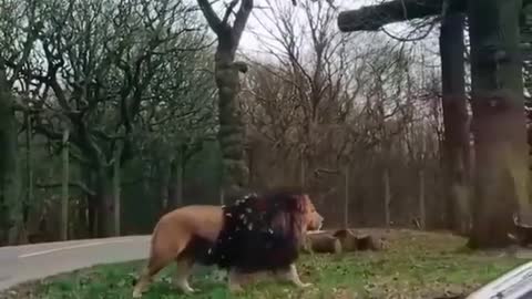 Lion walking by cars