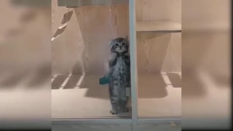 Cute Kitten Dance