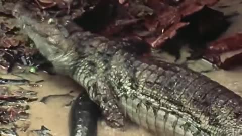 Rest In Peace - Electric EEL kills the Alligator