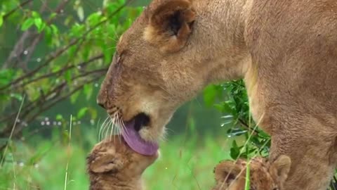 Cute animal Mother