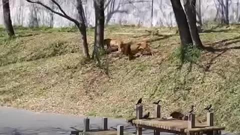 watch 2 lions fighting for a lioness