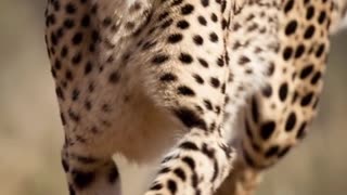 The 3 fastest animals in the world