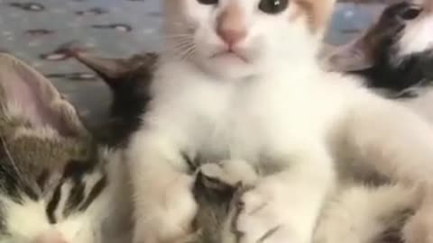 Baby cat!💗 Cute and funny cat