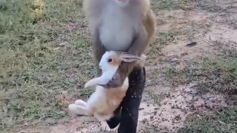 #funny animals and cats monkeys video
