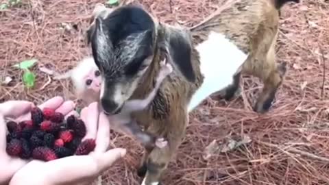 Goat And Monkey Being Best Friends