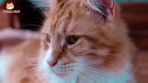 4K Quality Animal Footage - Cats and Kittens Beautiful Scenes